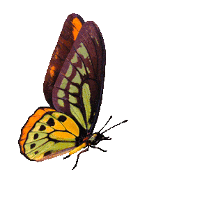 kupu 2 Copyright © Weddingku.vip