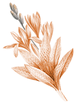 section title img Copyright © Weddingku.vip